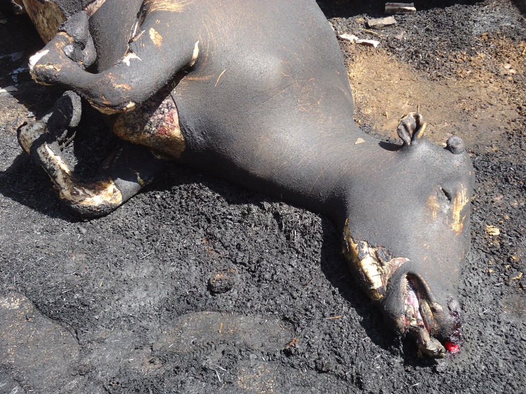 هفت راس گاو زنده زنده در آتش کباب شدند